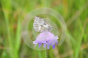 Marbled white (Melanargia galathea)