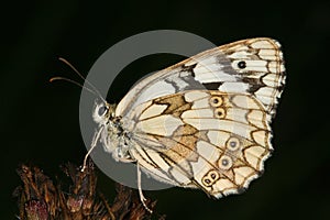 Marbled White (Melanargia galathea)