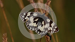 Marbled White - Melanargia galathea