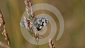 Marbled White - Melanargia galathea