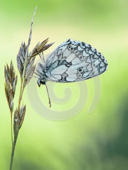 Marbled white Melanargia galathea