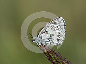 Marbled white Melanargia galathea