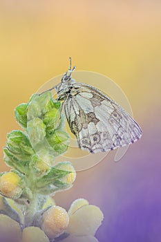 Marbled white Melanargia galathea