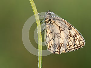 Marbled white Melanargia galathea