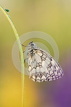 Marbled white Melanargia galathea