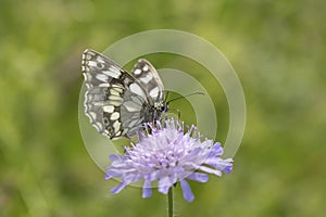 Marbled white (Melanargia galathea).