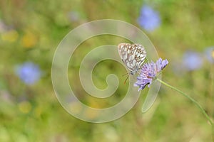 Marbled white (Melanargia galathea).