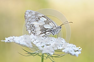 Marbled white (Melanargia galathea)