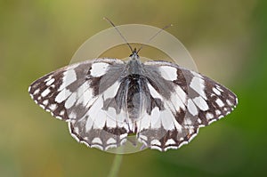 Marbled White (Melanargia galathea)