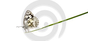 Marbled white, Melanargia galathea