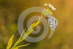 Marbled White (Melanargia galathea) in the sun.