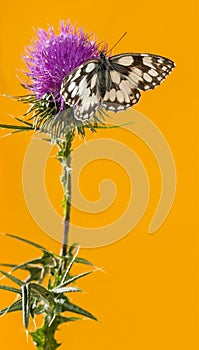 Marbled white, Melanargia galathea