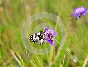 Marbled white pollinating on the flower of caucasian pincushion.