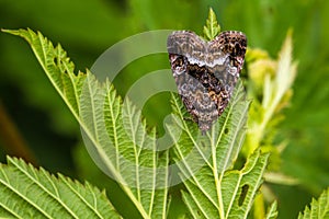 Marbled white spotProtodeltote pygarga