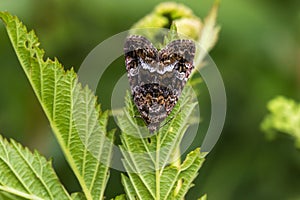 Marbled white spotProtodeltote pygarga