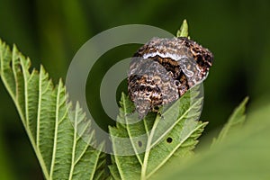 Marbled white spotProtodeltote pygarga