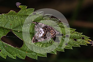 Marbled white spotProtodeltote pygarga