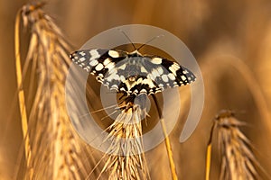 Marbled whitebutterfly photo