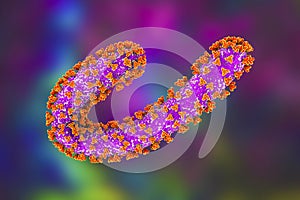 Marburg virus, 3D illustration. RNA viruses that cause Marburg haemorrhagic fever