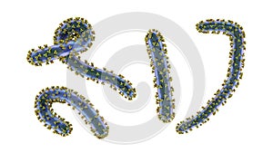 Marburg viruses, 3D illustration. RNA viruses that cause Marburg haemorrhagic fever