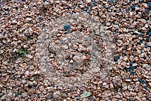 Marc of grapes or pomace on a pile as byproduct and garbage in winery.