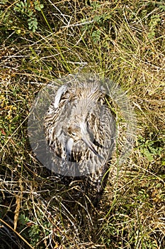 Marc Guyt / www.agami.nl