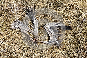 Marc Guyt / www.agami.nl