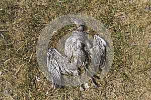 Marc Guyt / www.agami.nl