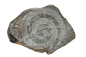 Marcellus Shale Fossil