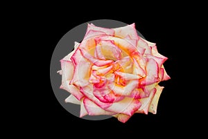 Marcescent but still beautiful rose