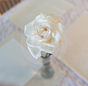 Marcescent white rose on a table. The flower close up image