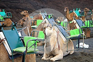 March 03 2018 - Lanzarote, Canary Islands, Spain: Caravan of camels with tourists in Timanfaya National Park