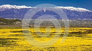 MARCH 14, 2019 - RIVERSIDE COUNTY, CALIFORNIA, USA - Field of Yellow Flowers and San Bernadino Snowcapped Mountains near Hemet, Ca
