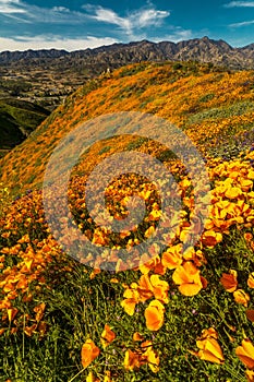 MARCH 15, 2019 - LAKE ELSINORE, CA, USA - Super Bloom California Poppies in Walker Canyon outside of Lake Elsinore, Riverside 