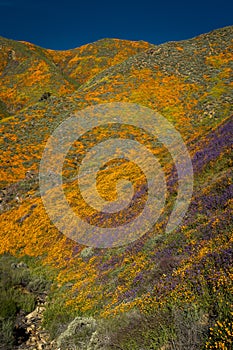 MARCH 15, 2019 - LAKE ELSINORE, CA, USA - Super Bloom California Poppies in Walker Canyon outside of Lake Elsinore, Riverside 