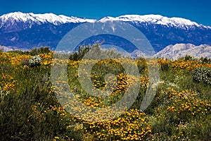 MARCH 15, 2019 - LAKE ELSINORE, CA, USA - Super Bloom California Poppies in Walker Canyon outside of Lake Elsinore, Riverside 