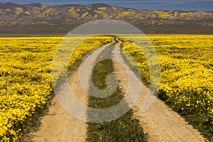 MARCH 31, 2019 - CARIRIZO PLAIN NATIONAL MONDUMENT (BLM) CENTRAL CALIFORNIA, USA - wildflowers during spring super bloom follo