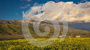 MARCH 7, 2019, MALIBU, LA, CA, USA - Mountainous landscape of Ojai with greenfields and sunset clouds above yellow Mustard and