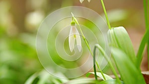 March 8 Holiday. Bunch Of Snowdrop Early Bloomer Flowers. Delicate White Blooms Growing In Spring Forest. Close up.