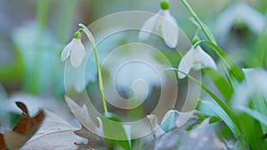 March 8 Holiday. Bunch Of Snowdrop Early Bloomer Flowers. Delicate White Blooms Growing In Spring Forest. Selective