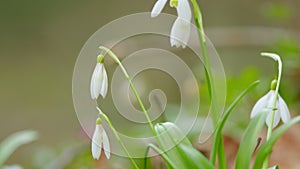 March 8 Holiday. White Snowdrop Flowers. Flower In Garden. Naturalised Early Spring Flower. Snowdrops Field.
