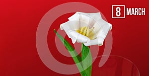 March 8 spring holiday background with white tulip flower and calendar date, macro floral, banner size and copy space composition