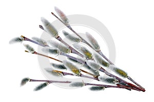 March branch with flowering buds of wild Willow tree- springtime macro concept