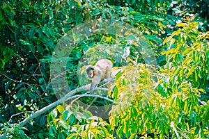 Capuchin monkey is seen in the tree, in the municipal resort, in Bonito, in Mato Grosso do Sul. The city photo