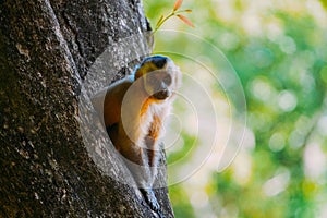 Capuchin monkey is seen in the tree, in the municipal resort, in Bonito, in Mato Grosso do Sul. In Brazil photo