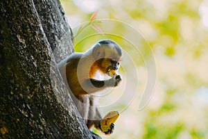 Capuchin monkey is seen in the tree, in the municipal resort, in Bonito, in Mato Grosso do Sul. In Brazil photo