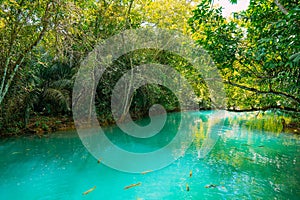 Rio Formoso, in the city of Bonito, in Mato Grosso do Sul. Bonito is one of the main ecotourism photo