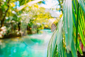 Rio Formoso, in the city of Bonito, in Mato Grosso do Sul photo