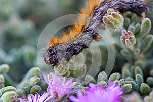 The endemic to Cyprus`March` Caterpillar marching on violet flowers