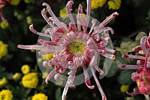 Chrysanthemum